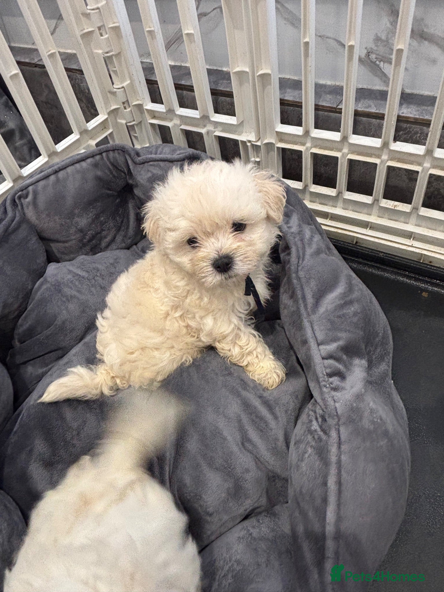 Maltipoo dogs BOY Ready to leave F1 Maltipoo true miniature  - Advert 1
