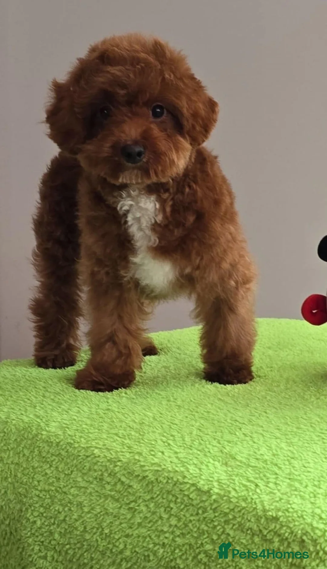 Maltipoo dogs for sale: 6-Month-Old Maltipoo Puppies – Male & Female - Advert 9