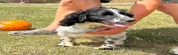 Cocker Spaniel dogs for sale: 3 beautiful cocker spaniel pups in Cullompton - Advert 8