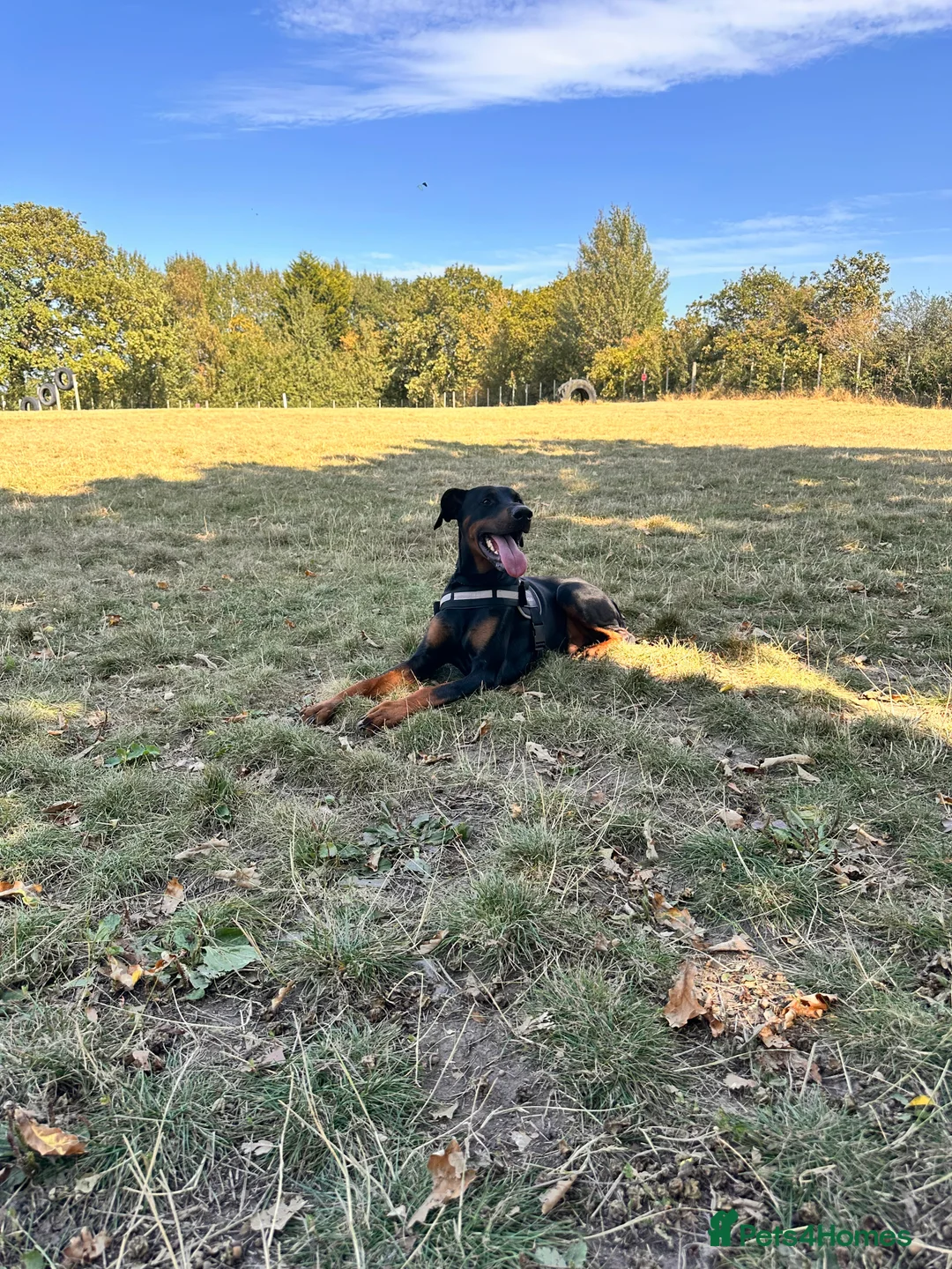 Dobermann dogs for sale: Doberman for sale  - Advert 2