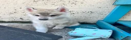 Siberian Husky dogs for sale: Male Siberian husky  - Advert 1