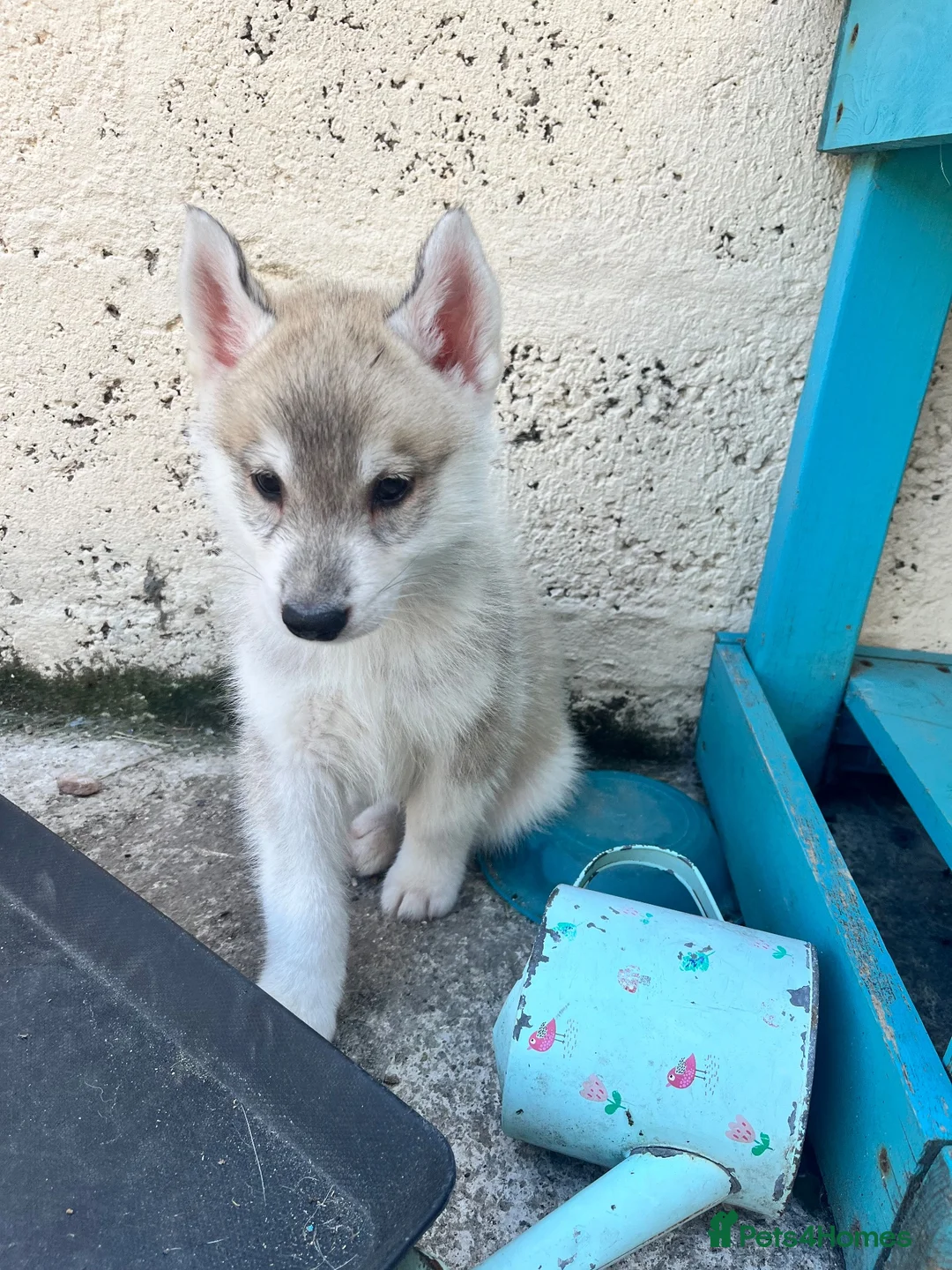 Siberian Husky dogs for sale: Male Siberian husky  - Advert 1