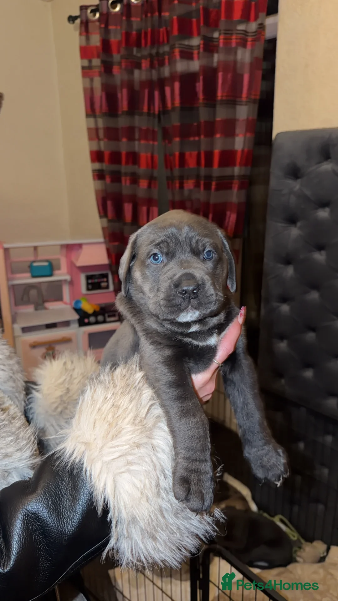 Cane Corso dogs for sale: Champion Bloodline Cane Corso Pups - Advert 3