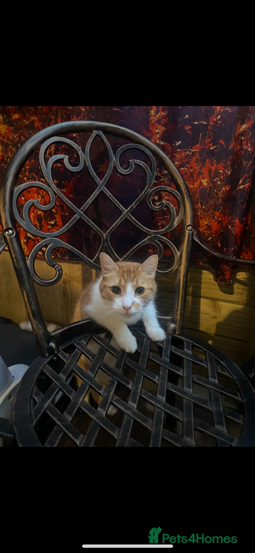 British Shorthair cats for sale: A beautiful shorthairs ginger male  - Advert 5