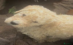 Standard Poodle dogs for sale: Standard poodle puppies - Image 8
