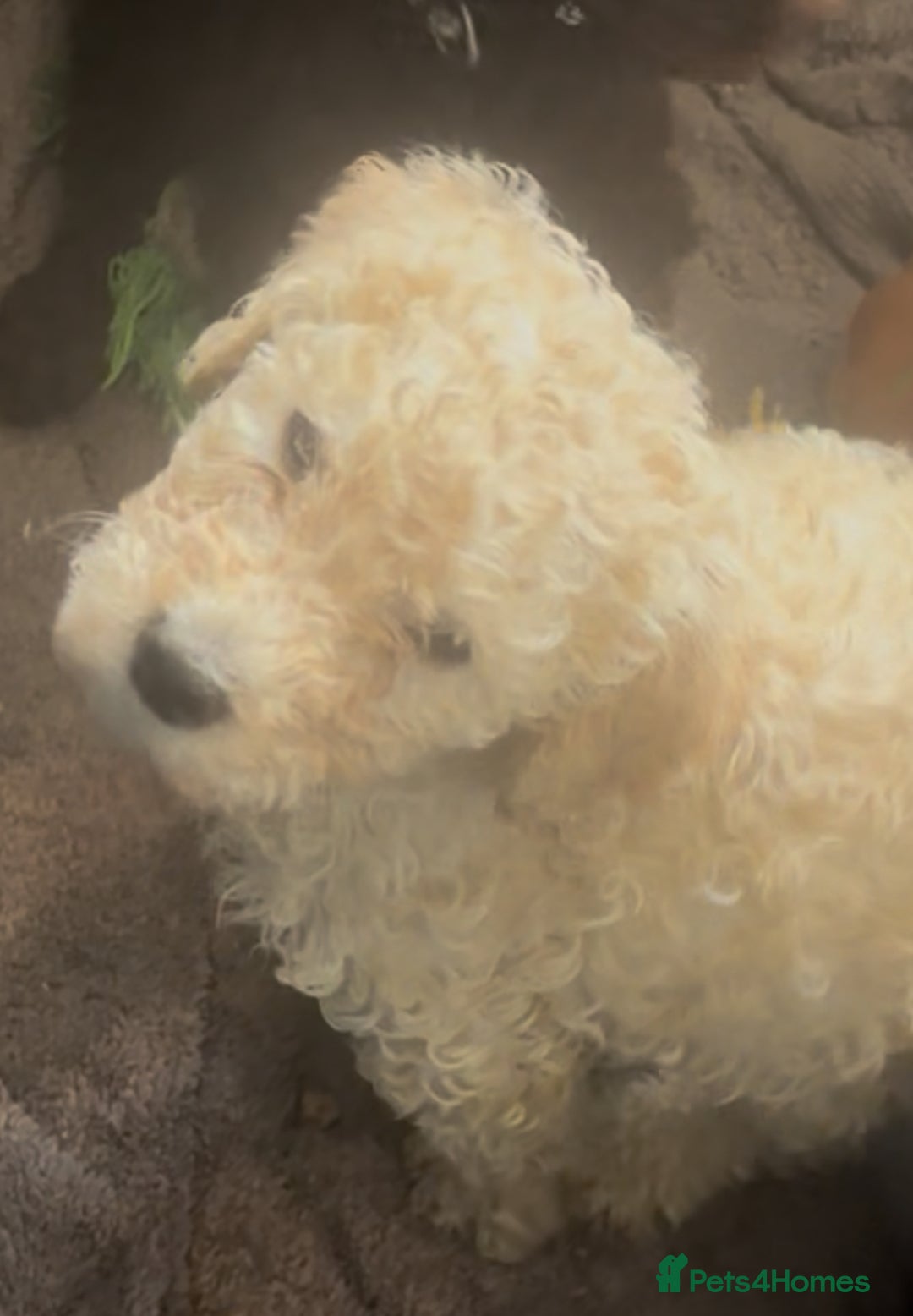 Standard Poodle dogs for sale: Standard poodle puppies - Image 8