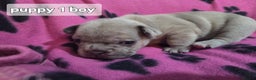 French Bulldog dogs for sale: Frenchie puppies for sale  - Advert 2