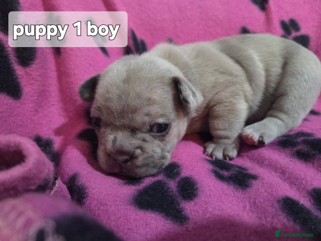 French Bulldog dogs for sale: Frenchie puppies for sale  - Advert 2