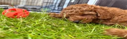 Toy Poodle dogs for sale: KC Registered Toy Poodle Puppies – DNA Clear,  - Advert 37
