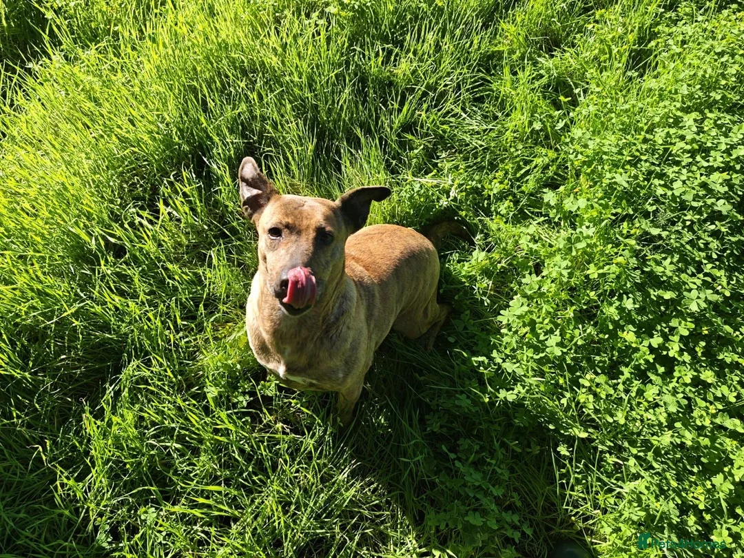 Mixed Breed dogs for adoption: Please Can You Offer Olivia a Home 🏠  - Advert 2