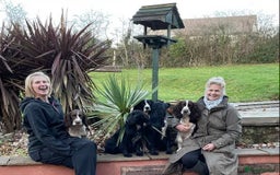 Sprocker dogs for sale: My sweet peas SPECIAL indeed x - Image 19