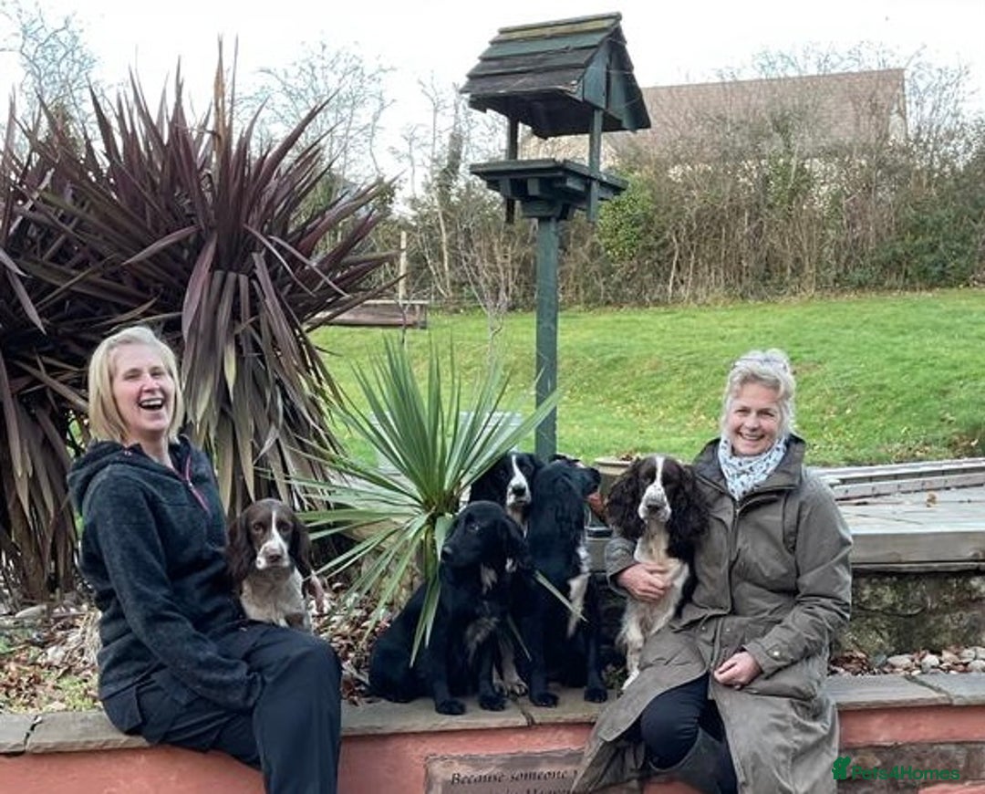Sprocker dogs for sale: My sweet peas SPECIAL indeed x - Image 19