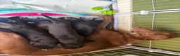 Whippet dogs for sale: Two male whippet puppies  - Advert 8