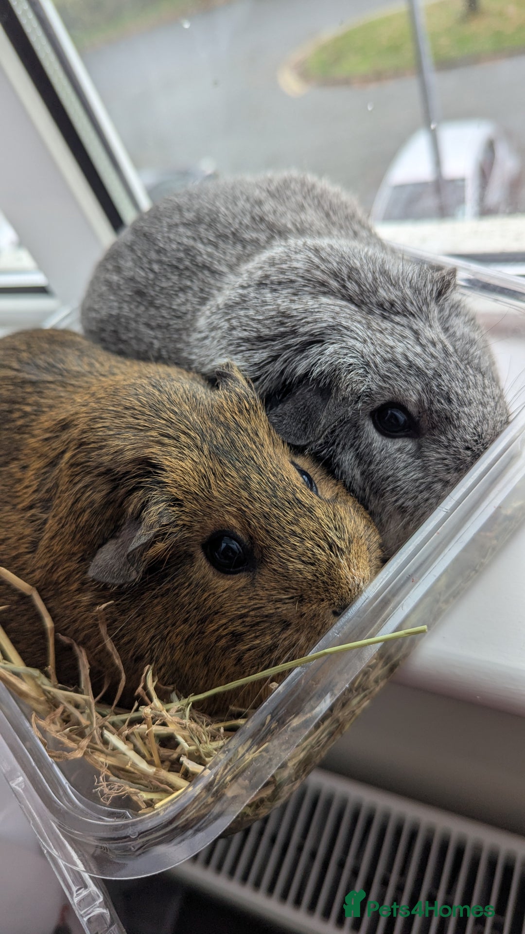 Guinea Pig rodents for sale: 2 girl guinea pig  - Advert 4
