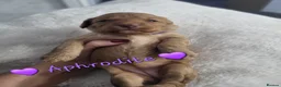Cockapoo dogs for sale: Beautiful Home-Raised F1b toy Cockapoo Puppies  - Advert 38