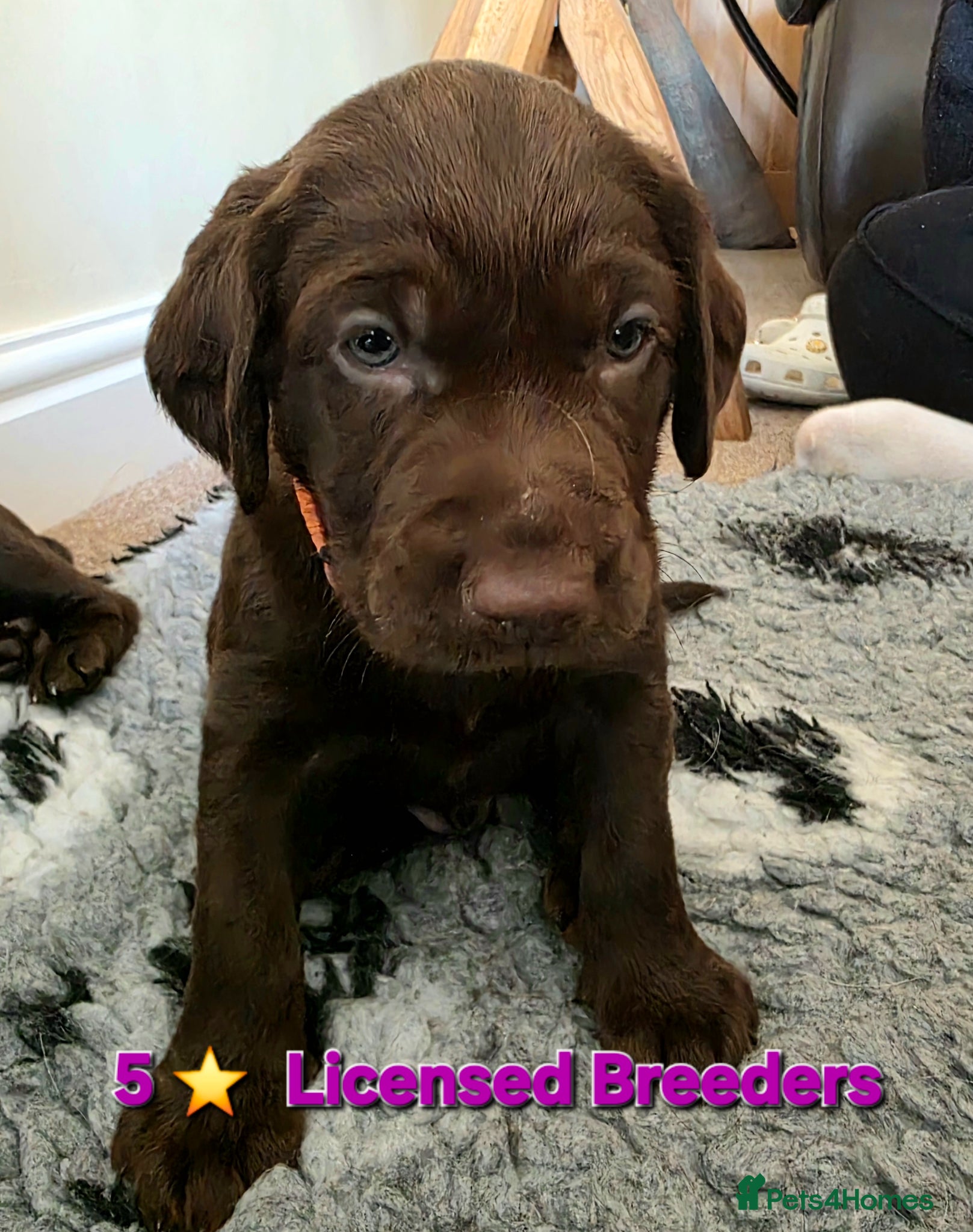 Springador dogs Beautiful Springador Puppies  - Advert 1