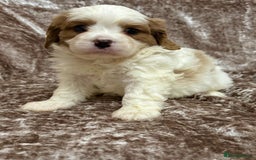 Cavalier King Charles Spaniel dogs for sale: BEAUTIFUL CAVALIER PUPPIES READY TO LEAVE! - Image 10