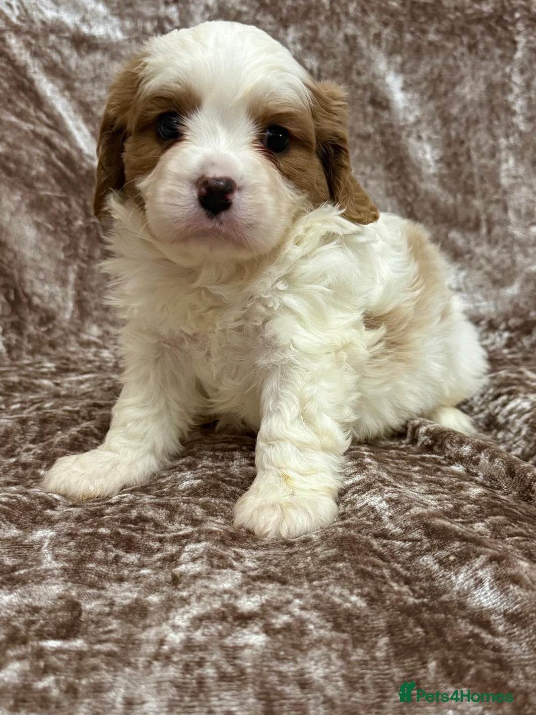 Cavalier King Charles Spaniel dogs for sale: BEAUTIFUL CAVALIER PUPPIES READY TO LEAVE! - Image 10