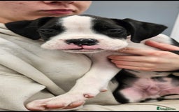 Boxer dogs for sale: READY NOW Kc reg sealed brindle fully vac  - Image 9