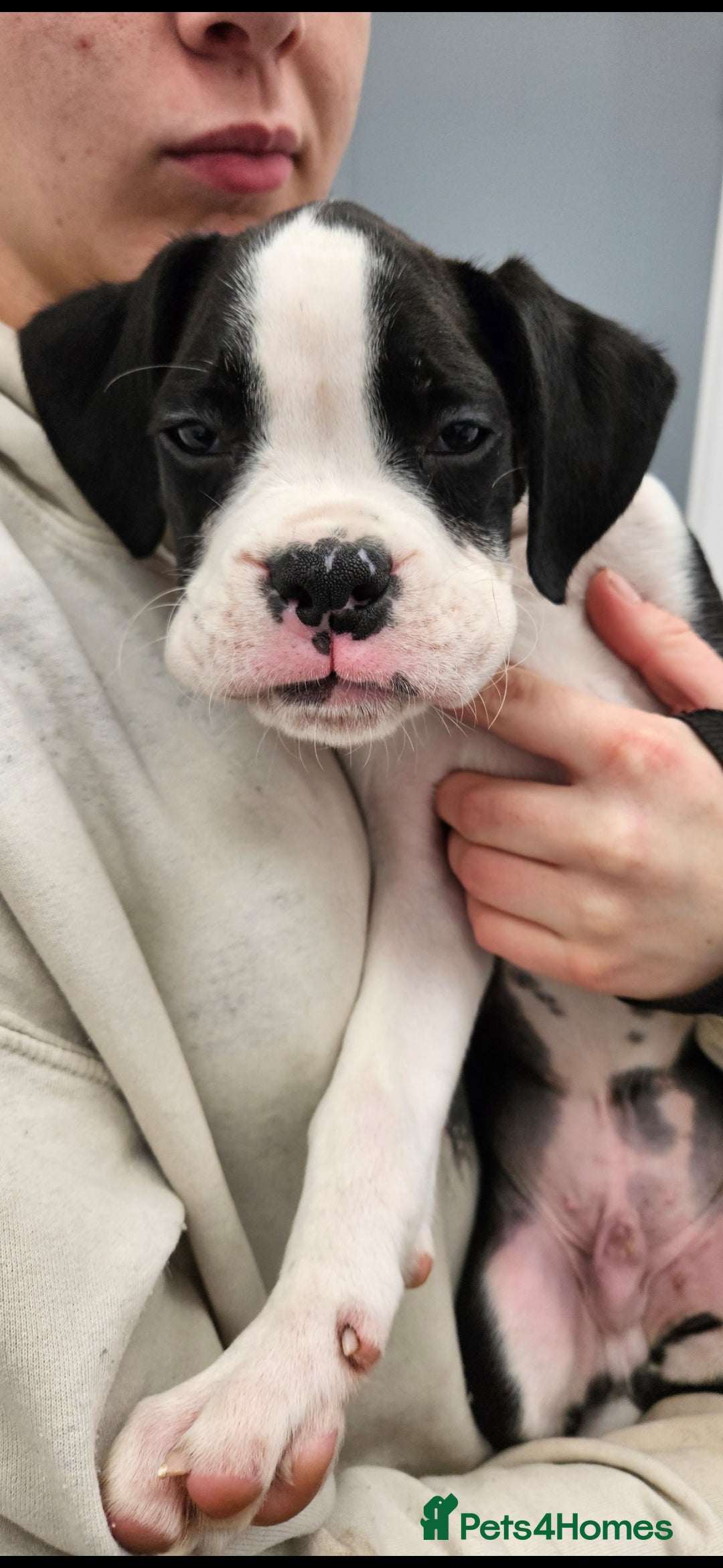 Boxer dogs for sale: READY NOW Kc reg sealed brindle fully vac  - Image 9