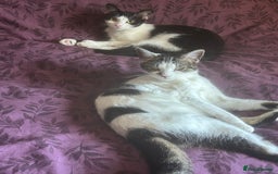 Mixed Breed cats for sale: 15 month old sisters  - Image 3
