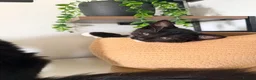 Maine Coon cats for sale: Mainecoon X Bombay X Tabby - Advert 3