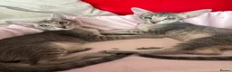 Peterbald cats for sale: Tica registered Peterbald girls  in Maidstone - Advert 6