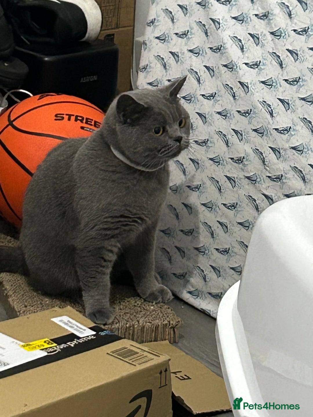 British Shorthair cats for sale: Beautiful British blue girl - Advert 15