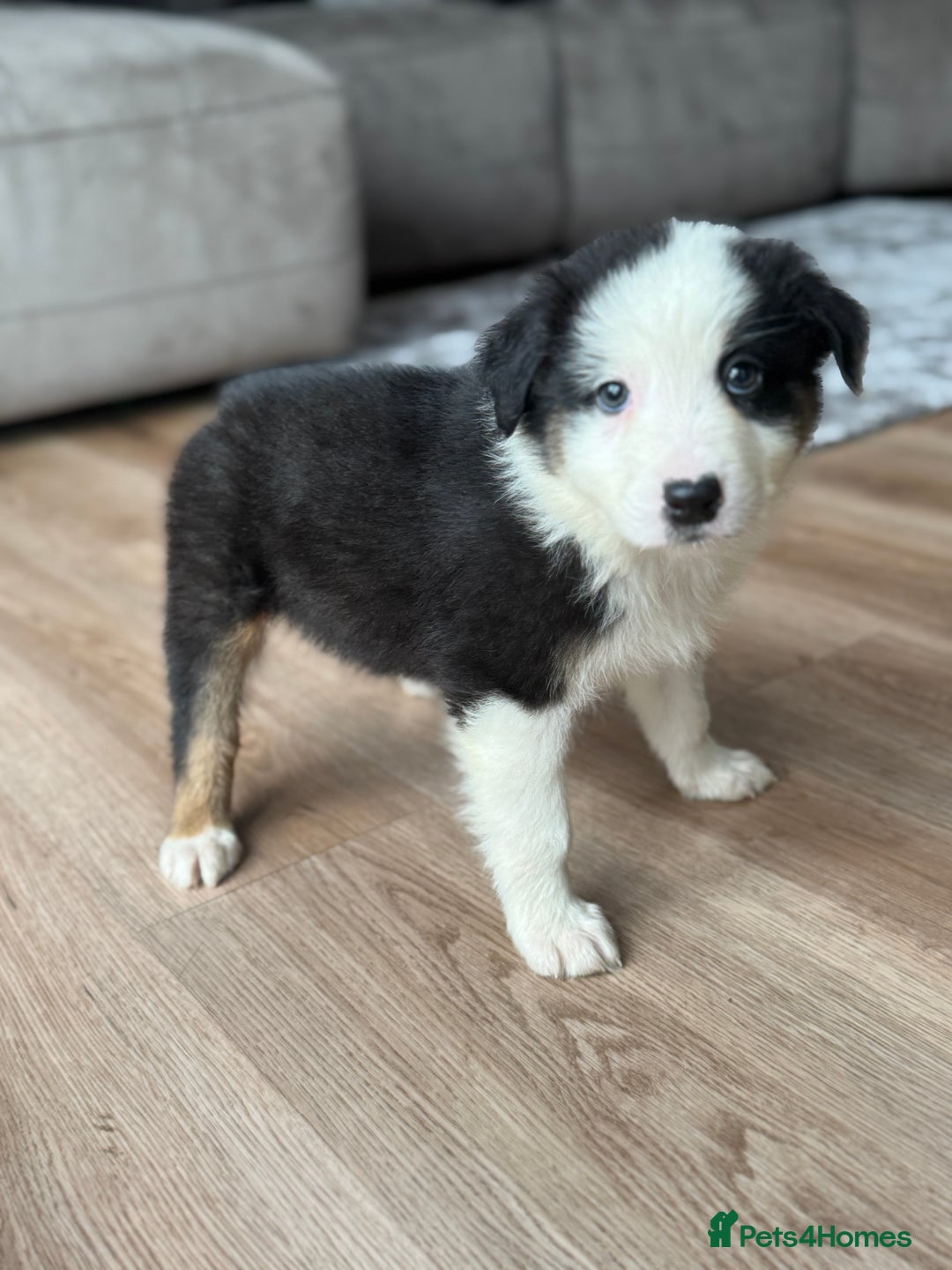Australian Shepherd dogs for sale: 2 KC registered puppies remaining! Price drop  - Image 12