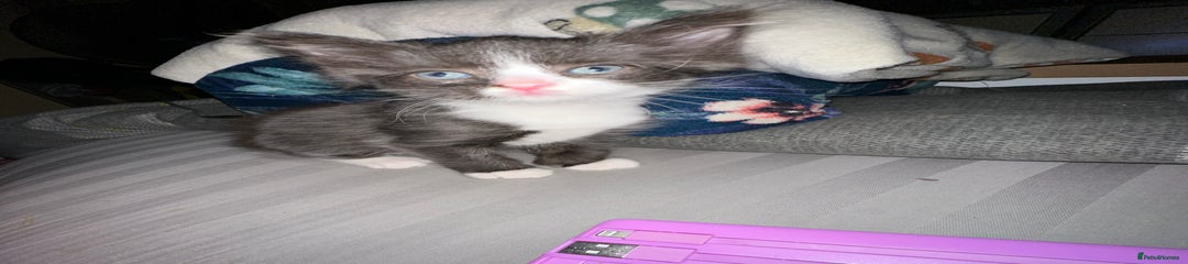 Mixed Breed Kitten 4