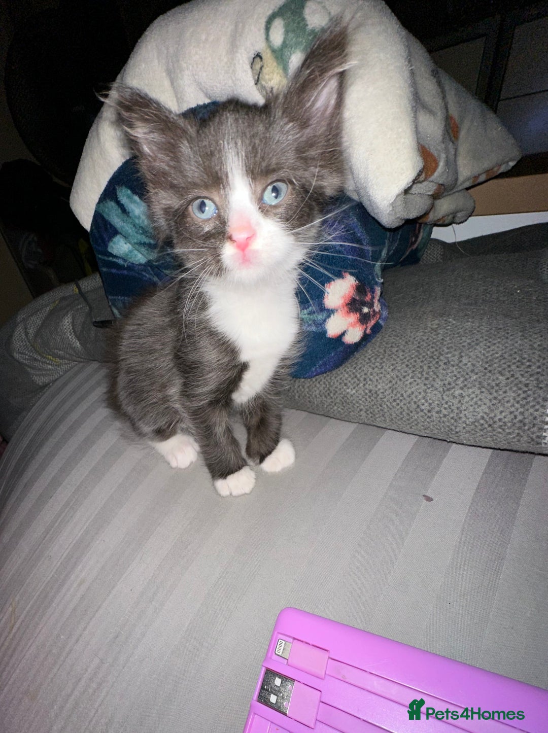 Mixed Breed cats for sale: 4 beautiful male kittens needing homes - Image 12