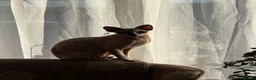 Sphynx cats for sale: Sphnx cat - Advert 3