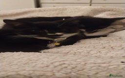 Mixed Breed cats for sale: Three beautiful tuxedos - MMF - Image 9