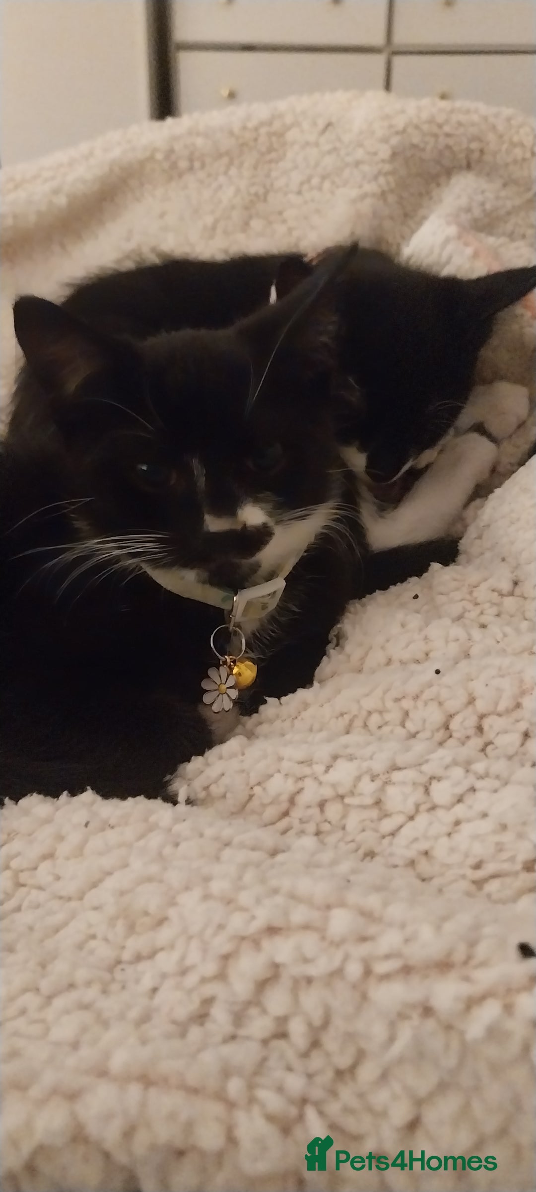 Mixed Breed cats for sale: Three beautiful tuxedos - MMF - Image 9