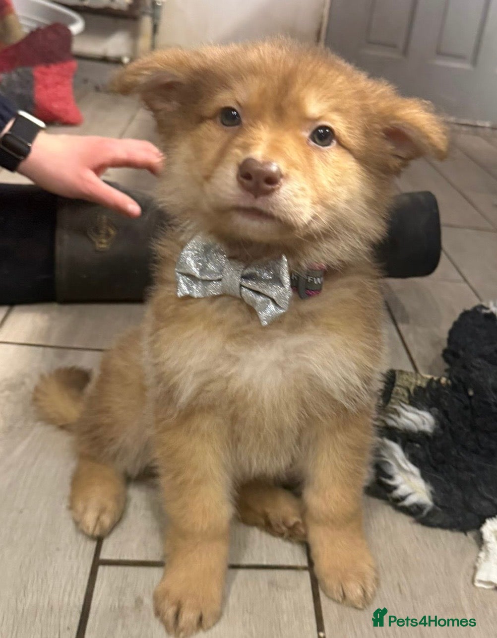 German Shepherd dogs Extensively Health Tested Puppies 🐾 - Advert 1