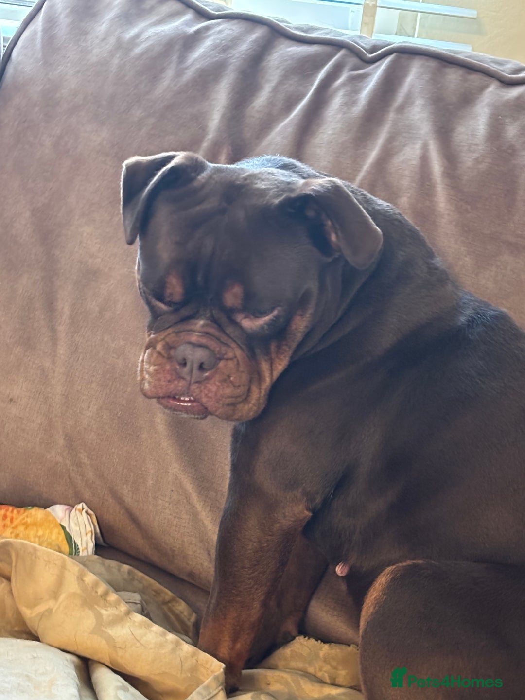 Olde English Bulldogge dogs for sale: Loving oldEngland Bulldog Lookingfor a 4eva Home  - Advert 15