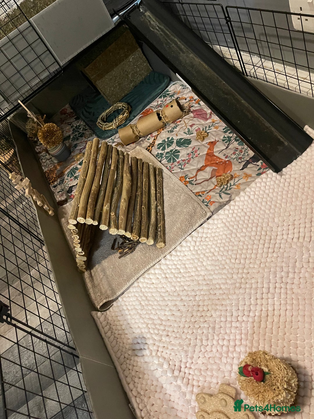 Guinea Pig rodents for sale: Three bonded males  - Advert 3