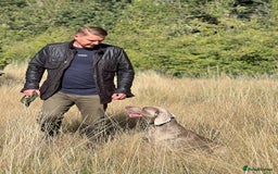 Weimaraner dogs for sale: 🐾Adorable KC Registered Weimaraner Puppies🐾 - Image 38