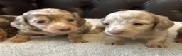 Miniature Dachshund dogs for sale: Dachshund miniature long hair  - Advert 21