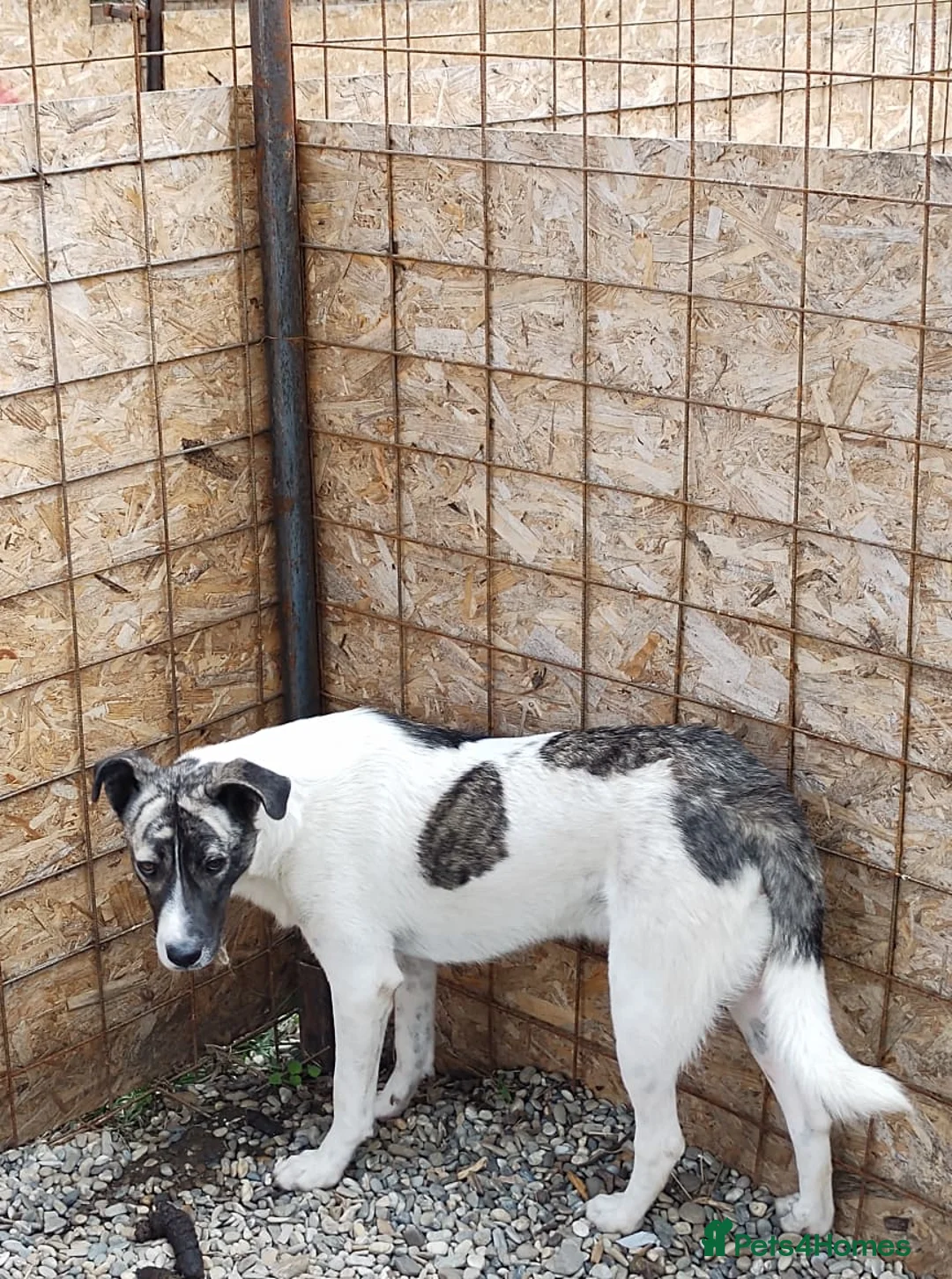 Mixed Breed dogs for adoption: 🌟 Marley 💛 5 years in shelter, still hoping - Advert 8