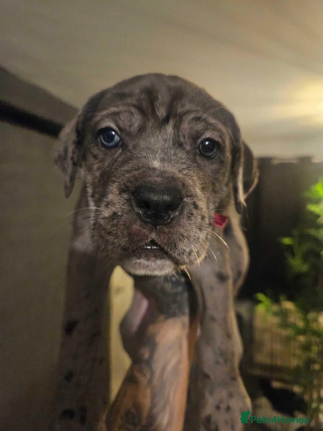 Cane Corso dogs for sale: Cane Corso Pups - Advert 9