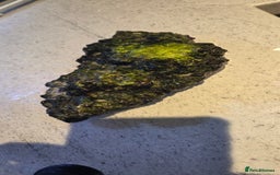 Other/Mixed Breed fish for sale: Saltwater fish tank setup  - Image 2