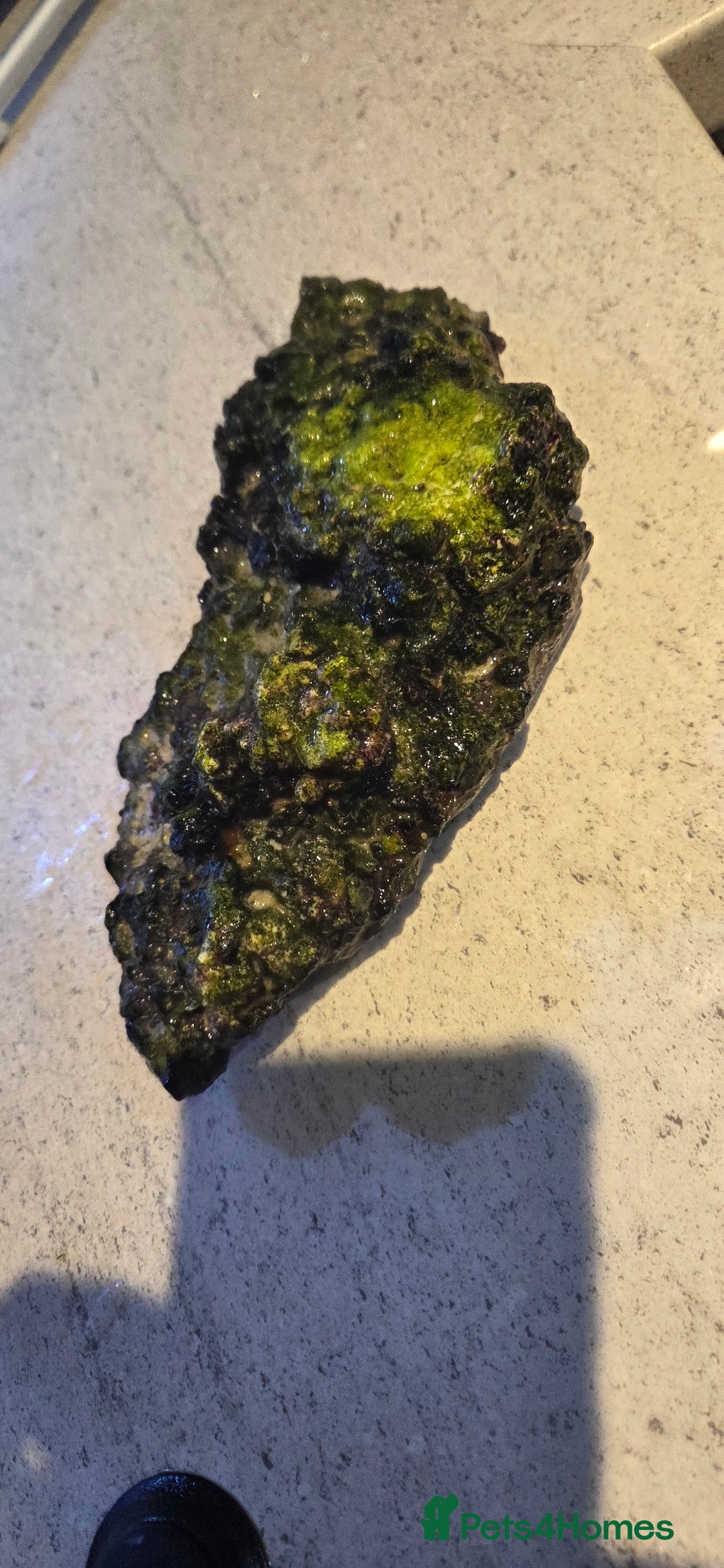 Other/Mixed Breed fish for sale: Saltwater fish tank setup  - Image 2