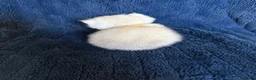 Scottish Fold cats for sale: Beautiful Scottish Fold & Straight Kittens - Advert 40