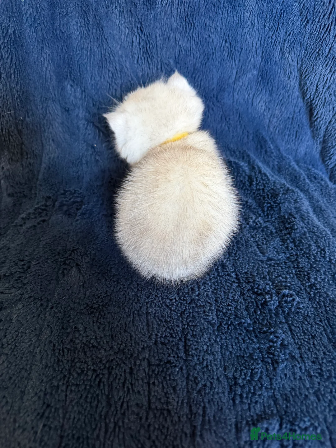 Scottish Fold cats for sale: Beautiful Scottish Fold & Straight Kittens - Advert 40