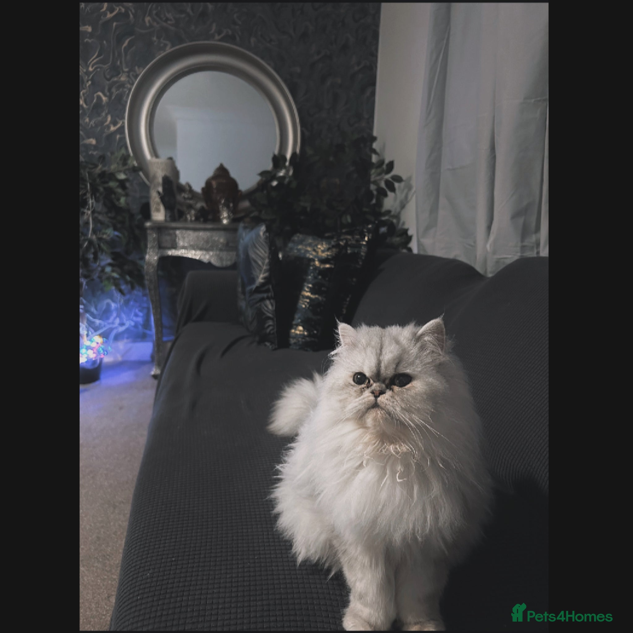 Persian cats for sale: 7-Persian kittens for sale 🩶🩵 males & Females - Advert 9