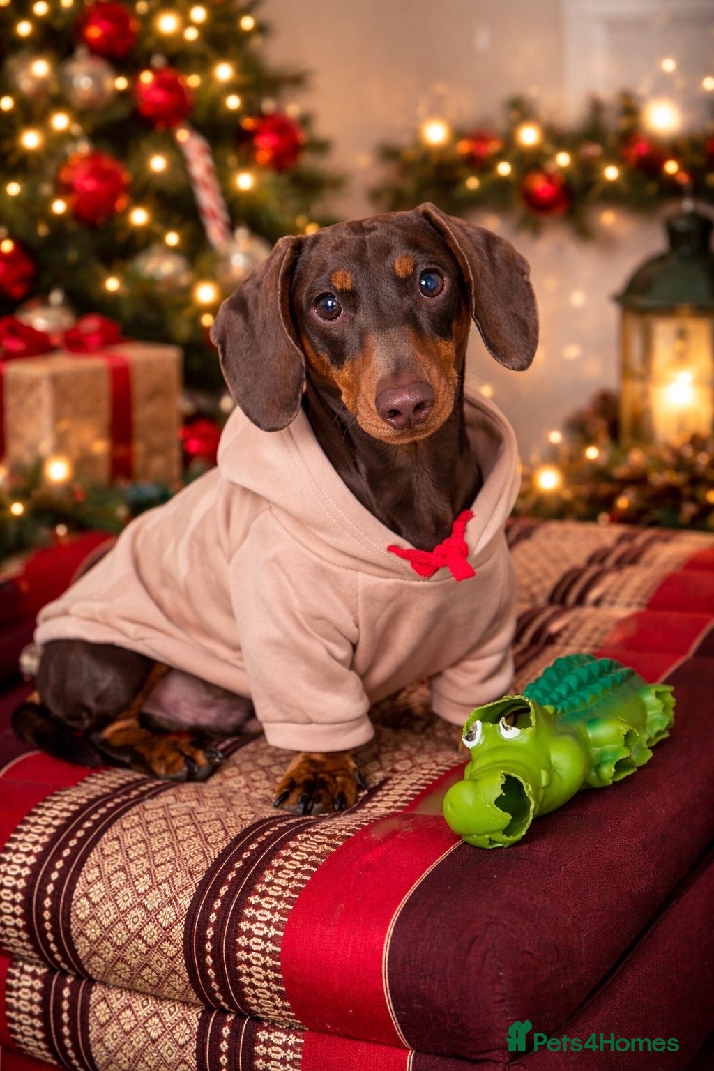 Miniature Dachshund dogs Miniature dachshund male for stud  - Advert 1