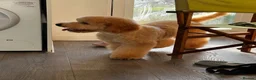 Cockapoo dogs for sale: Winston - Advert 4
