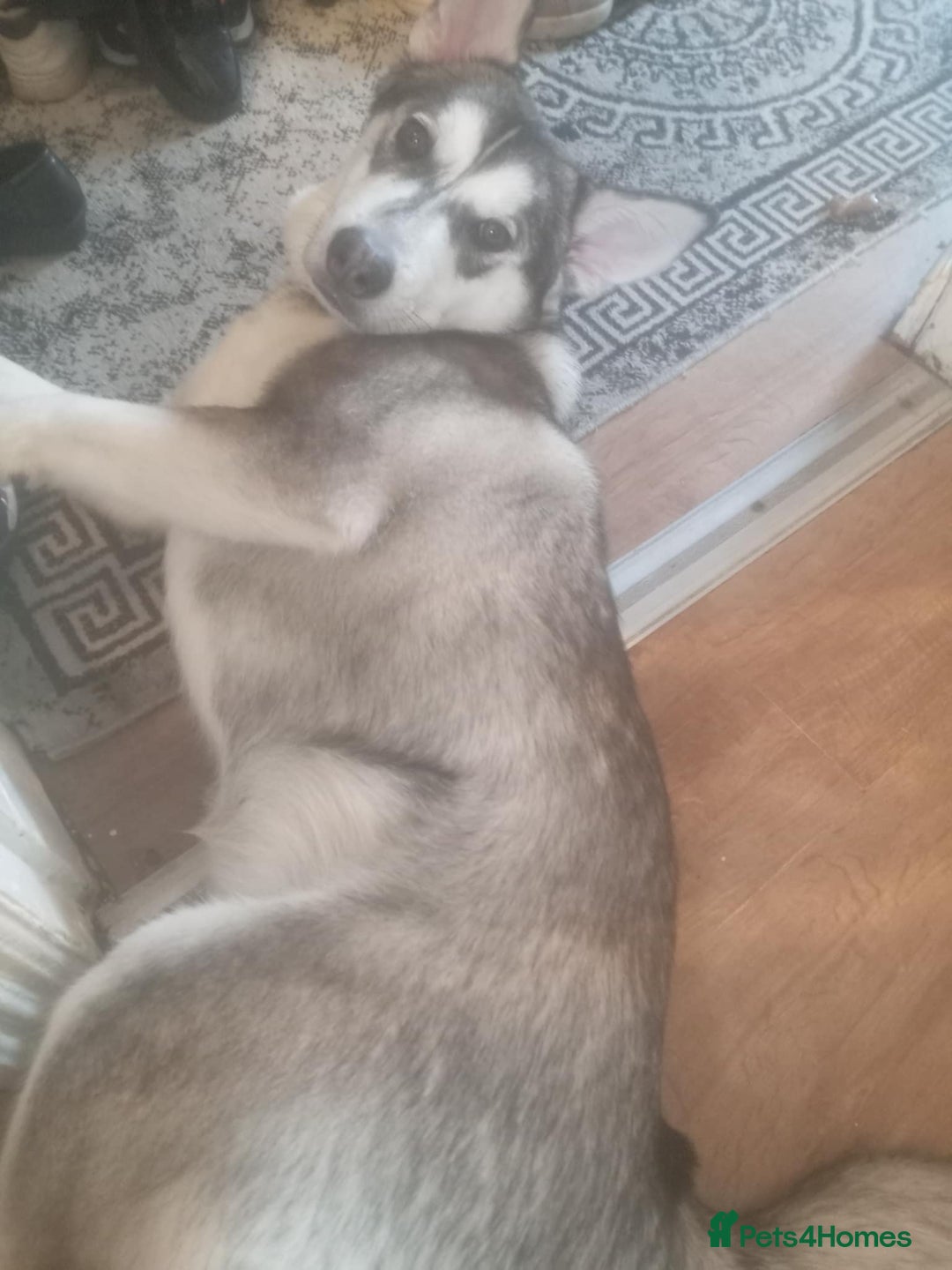Mixed Breed dogs for sale: Siberian Husky Mix Puppy for rehome - Image 2