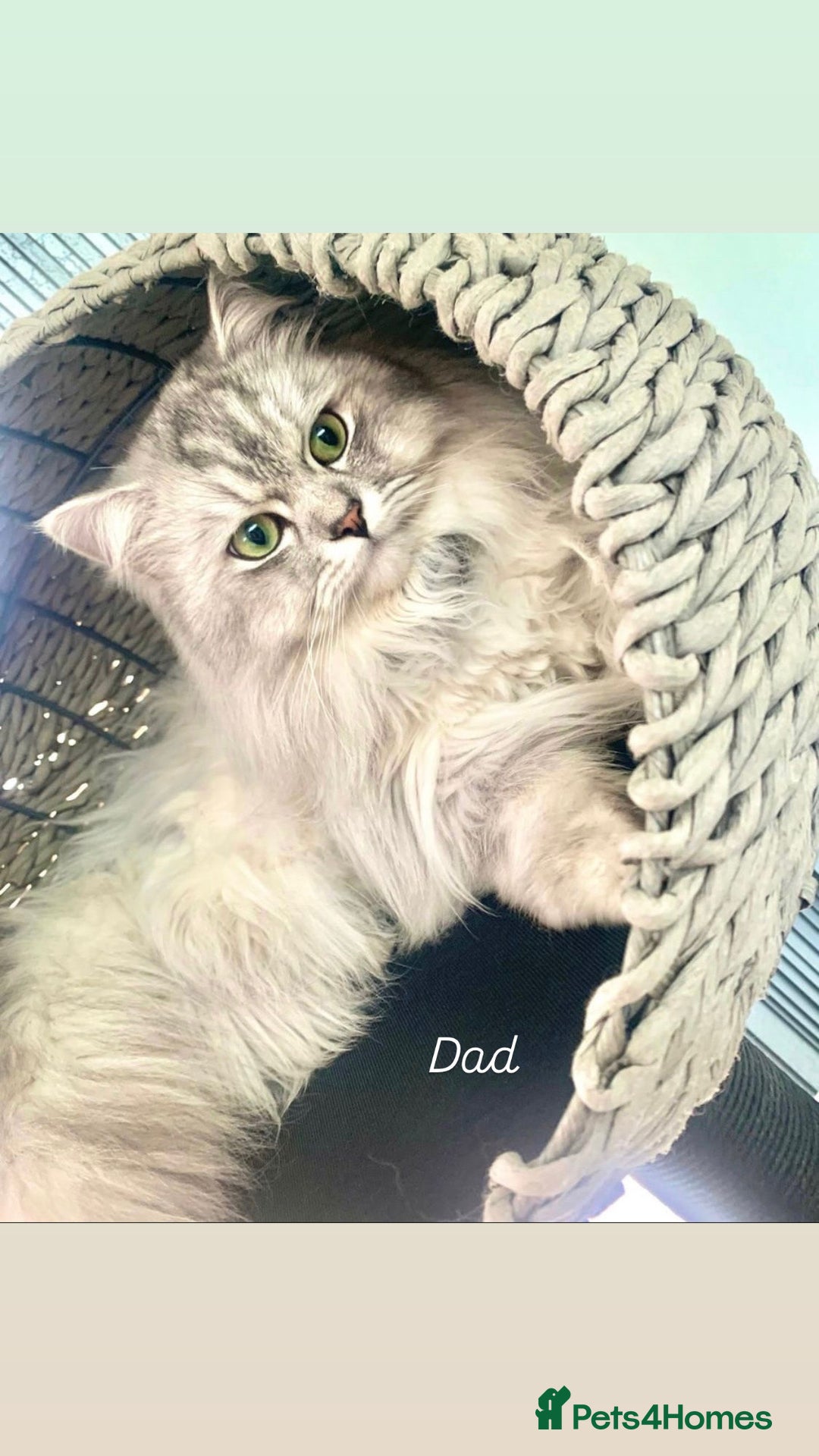 Persian cats for sale: PERSIAN-RAGDOLL OR “PERDOLL” KITTENS - Advert 4